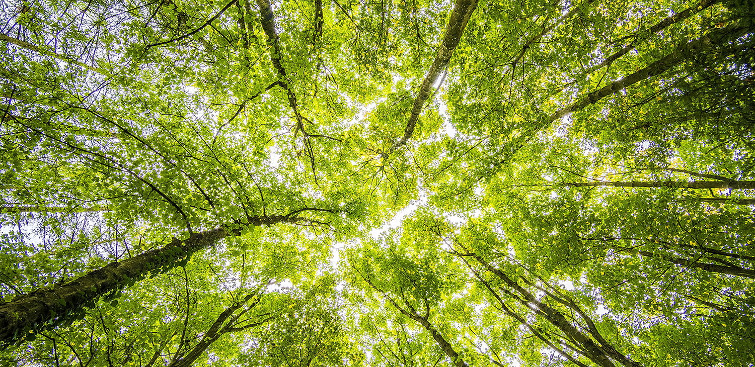 Photographie d'arbres prise en contre-plongée